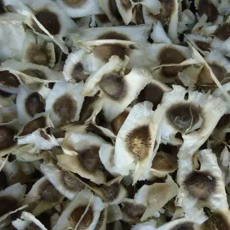 250 gram hạt chùm ngây