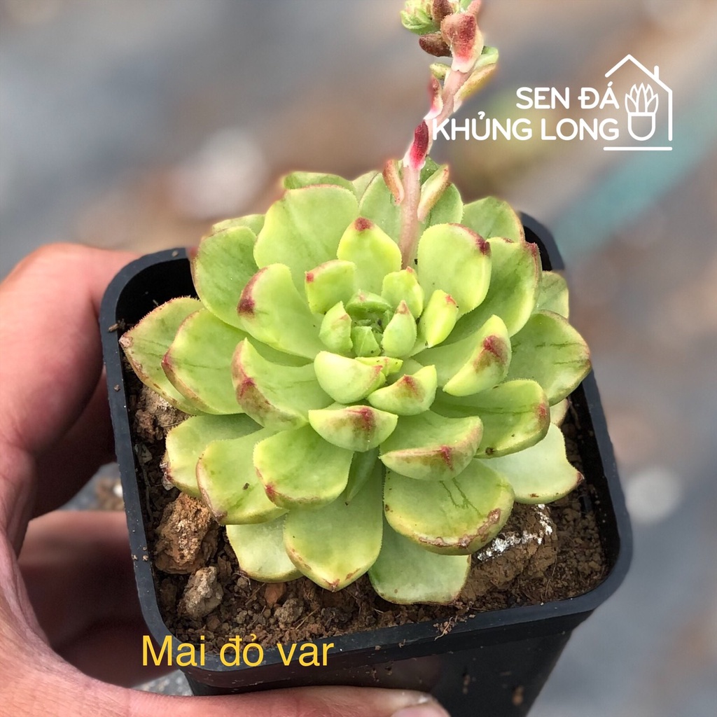 Sen đá Mai Đỏ Var - Sedeveria letizia variegated