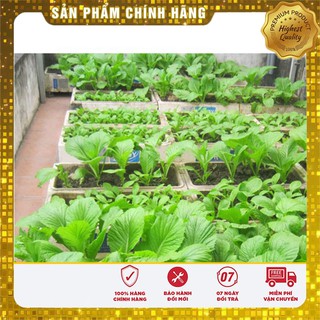 Hạt giống Rau Cải Bẹ Xanh Mỡ-20gr
