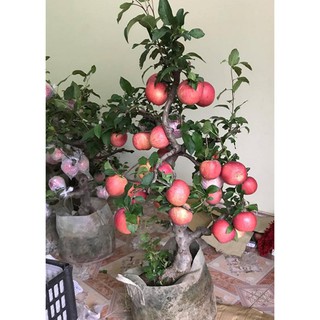 Hạt giống táo đỏ lùn đến mùa trồng tết