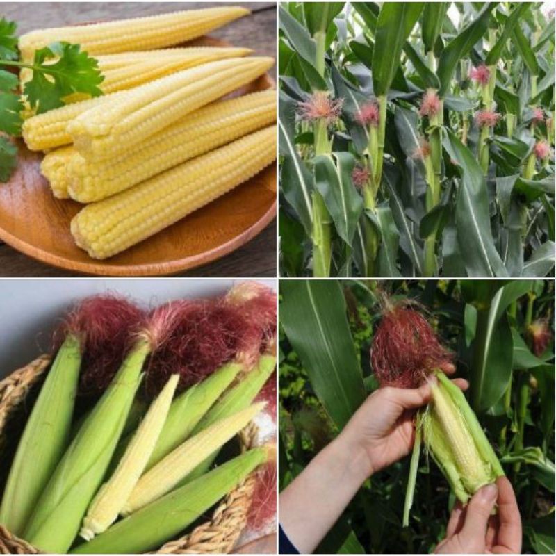 Hạt giống Ngô bao tử  BABY CORN 444, đóng gói 10 gr