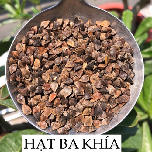 Hạt ba khía 1kg tam giác mạch cho chim gà hamster