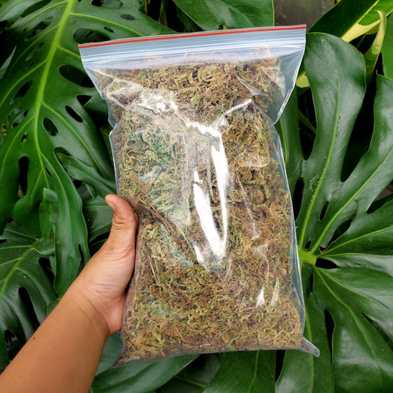 Rêu Rừng dưỡng ẩm cho cây