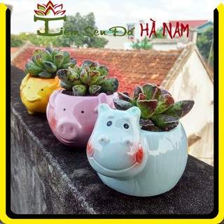 Sen Đá Hải Cẩu Hoa 🌵 FREESHIP 🌵 Sen Đá Đã Thuần, Giá Rẻ, Màu Sắc Đẹp, Dễ Chăm, Dễ Trồng, Kích Thước 8 - 9 cm.