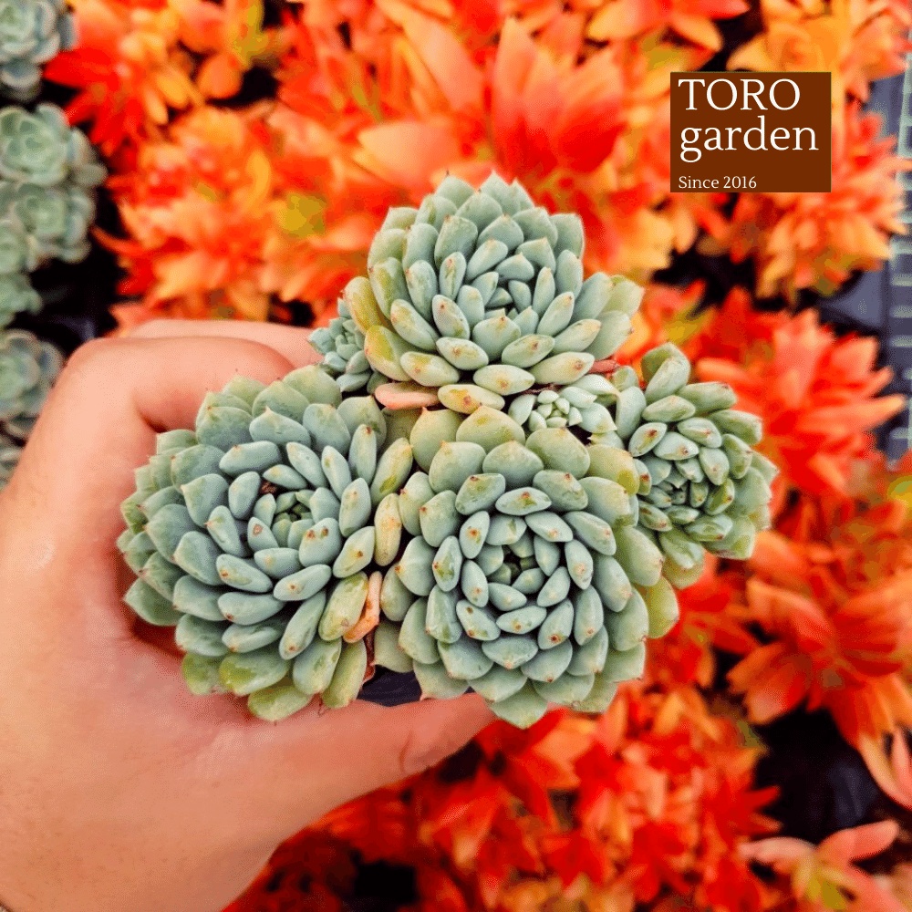 Sen đá dù xanh Đà Lạt size bé cây cảnh trang trí nhà cửa Toro garden
