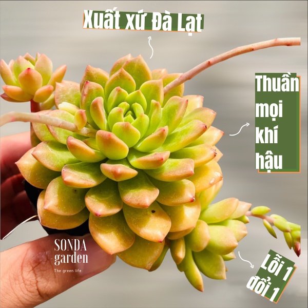 Sen đá mặt trời giống mới SONDA GARDEN size bé 5-8cm, xuất xứ Đà Lạt, khoẻ đẹp, lỗi 1 đổi 1