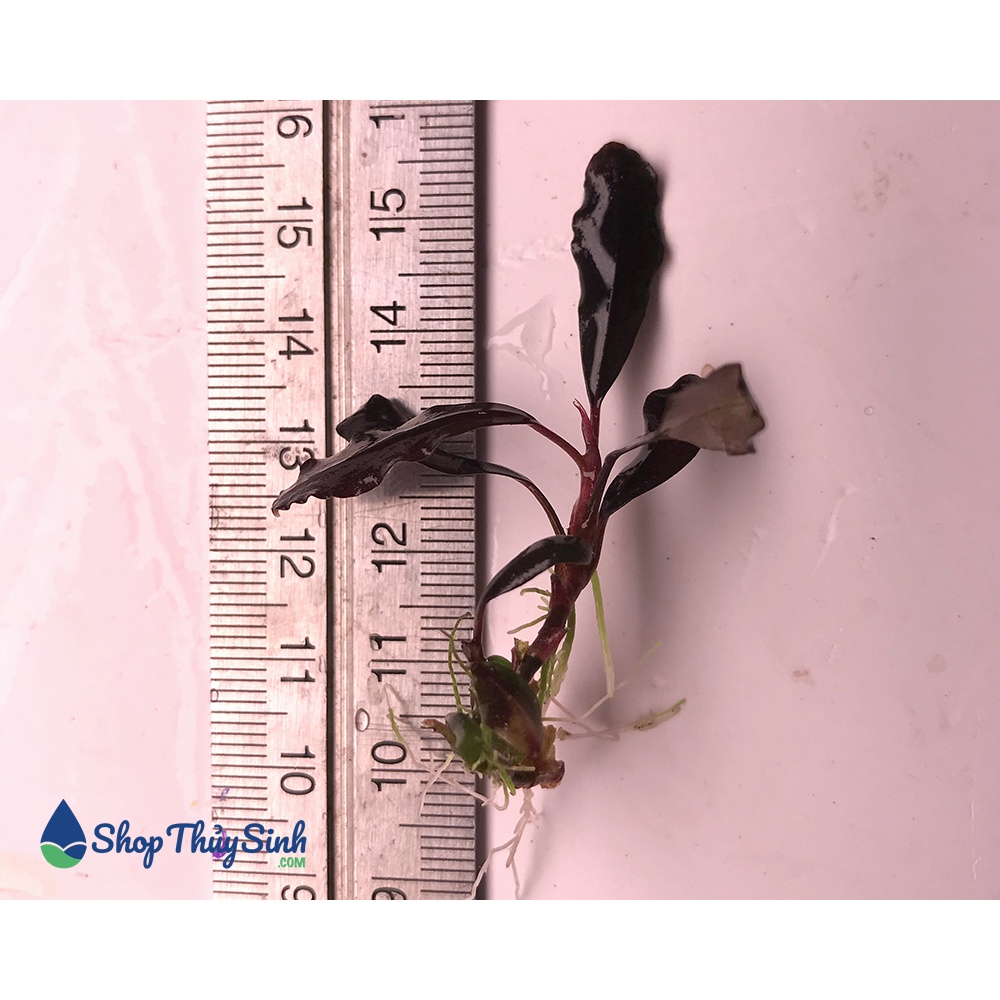 Bucep Ghost NK 2011-2012