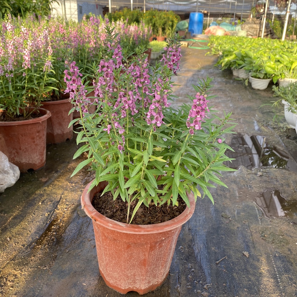 Cây hoa violet hoa ngọc hân cao 25-35cm hoa nở sặc sỡ dễ trồng