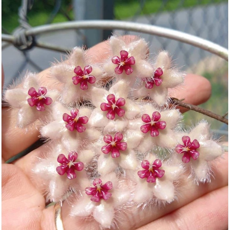 Cẩm cù Hoya Caudata Sumatra