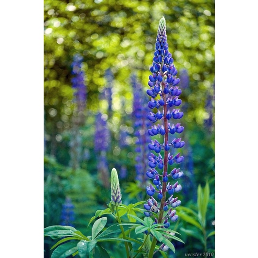 Ống kính MF industar 50-2 50/3.5 pancake