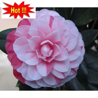 Hạt giống hoa Trà My - 5 hạt
