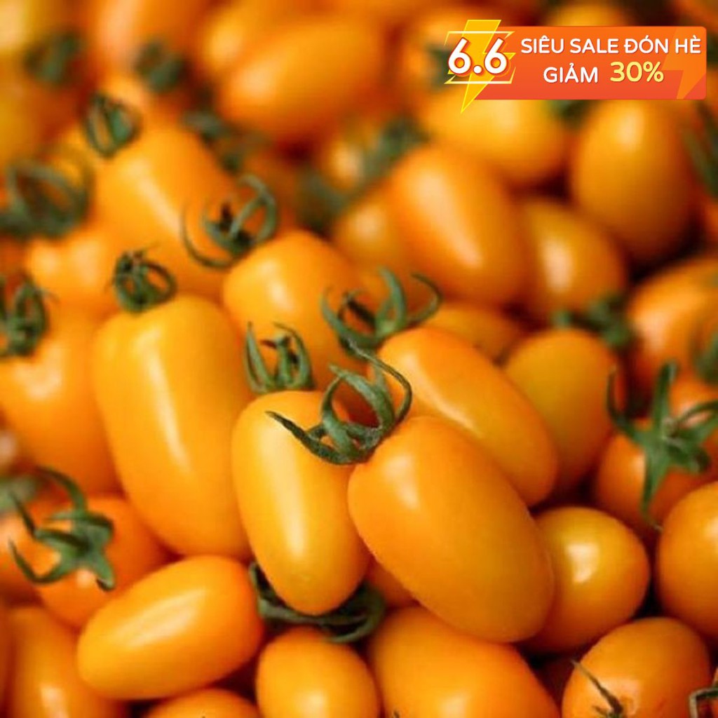 |HÀNG NHẬP KHẨU| Hạt giống cà chua trái cây vàng Chiatai Thái Lan. Tặng kèm viên nén ươm hạt và kích rễ