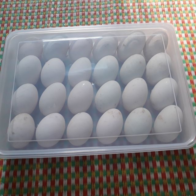 2 Khay nhựa đựng trứng