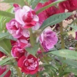 Hạt giống cây bóng nước kép