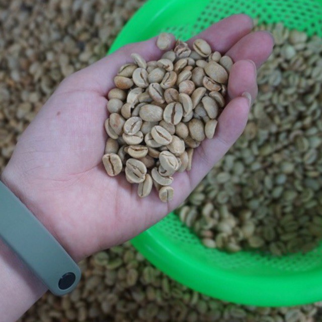 CÀ PHÊ NHÂN ARABICA S14 S16