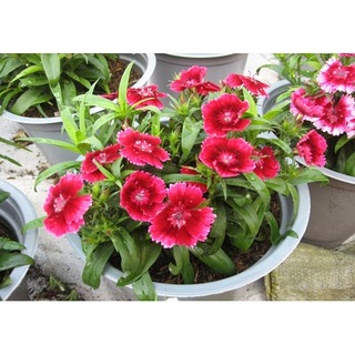 Hạt giống hoa Cẩm chướng đơn