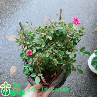 Hoa Hồng Tiểu Muội