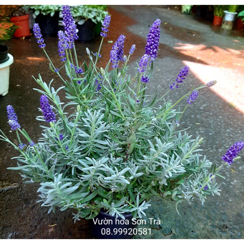 (Q.8 - GIAO 1-3H) Cây HOA OẢI HƯƠNG (LAVENDER) đang hoa như hình.