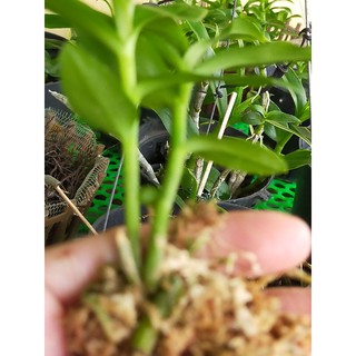 Lan Phi điệp, giả hạc trắng tuyết