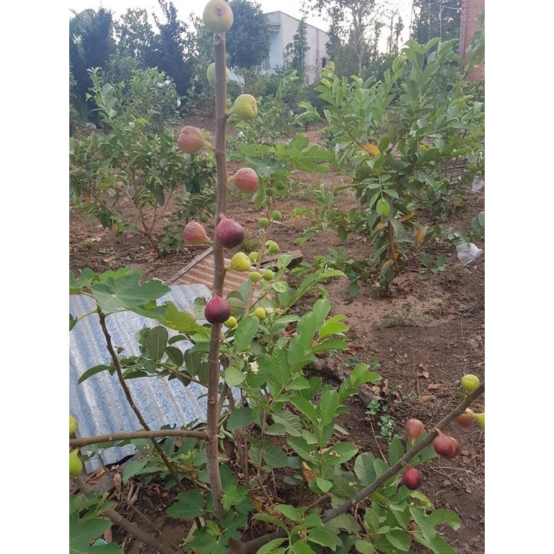 cây giống sung mỹ( sung camy)