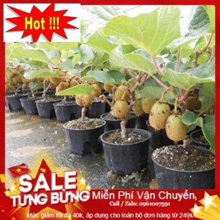 Hạt Giống Kiwi - 30 Hạt