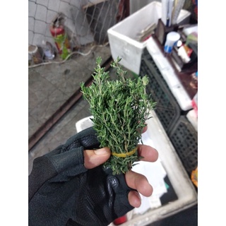 Fresh Thyme Lá Thyme Tươi 100g