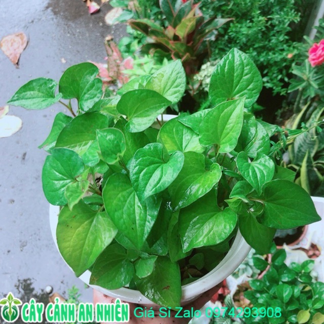 Rau Diếp Cá