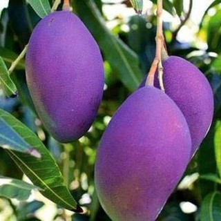 cây giống xoài tím cao m2