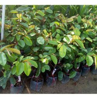 Combo 1 vú sữa tím, 1 quýt đường, 1 mảng cầu xiêm, 3 cây ổi đài loan, 1 bưởi da xanh, 1 táo thái