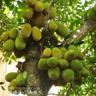 Mít tố nữ siêu trái
