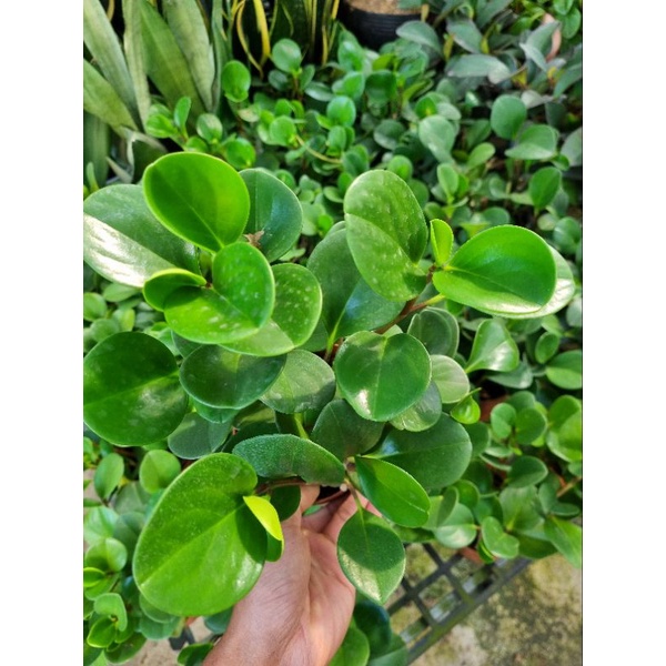 Chậu cây trường sinh -  cây để bàn.