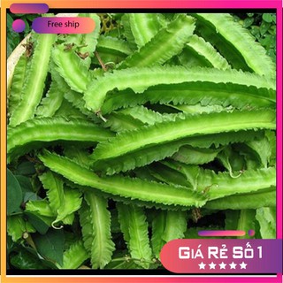 Hạt giống Đậu rồng (gói 10g)