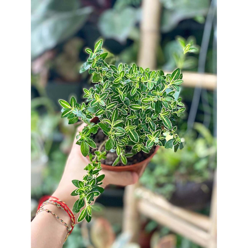 Cây Serissa japonica Snow Leaves (Lục Nguyệt Tuyết) chậu nhựa