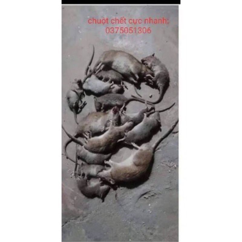 BẢ DIỆT CHUỘT 🐁🐁🐁 TRUNG QUỐC TRỘN DẴ KO CẦN ĂN NGỬI CŨNG CHẾT CỰC NHANH