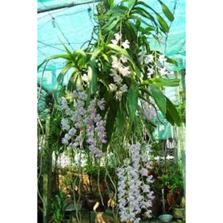 1 lan giáng hương tam bảo sắc tuyệt đẹp - GHTBS
