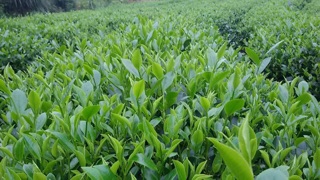 Bột ăn dặm