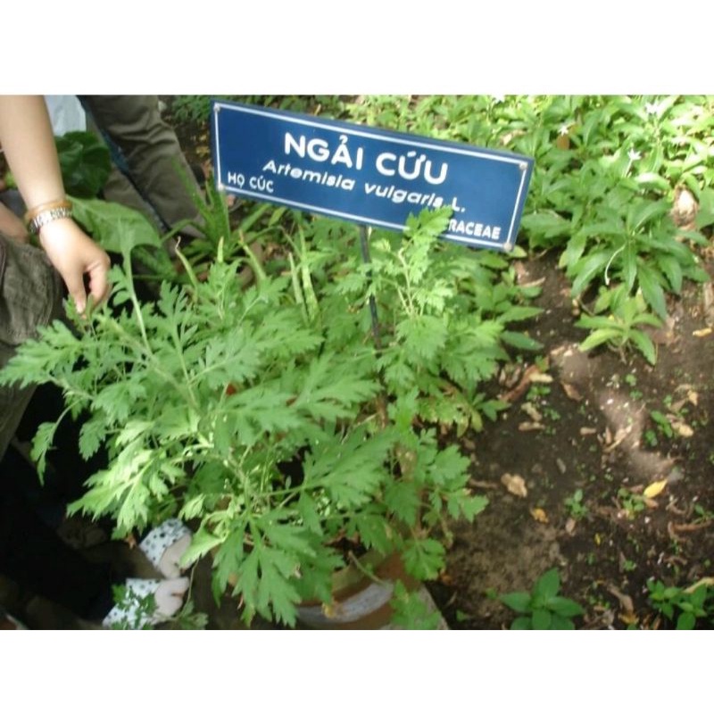 60 Cây Ngải Cứu giống
