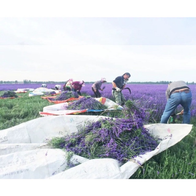 Hoa oải hương sấy khô (Lavender)  - làm trà, trang trí, túi thơm… | Bột Natural