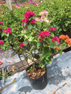 Cây giấy 3 màu rực rỡ