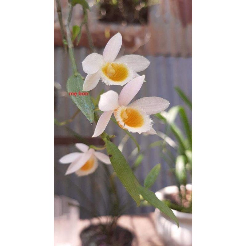 Cây giống  hoa lan Nghệ tâm