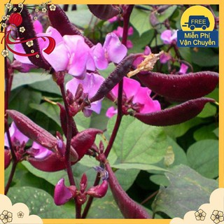 Hạt Giống Đậu Ván Tím