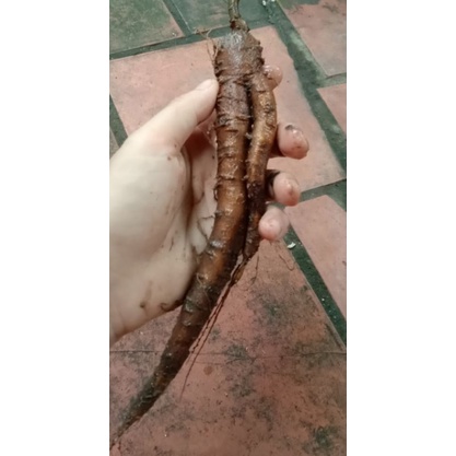Giống cây sâm đât/ sâm mồng tơi/ sâm sam cho củ to