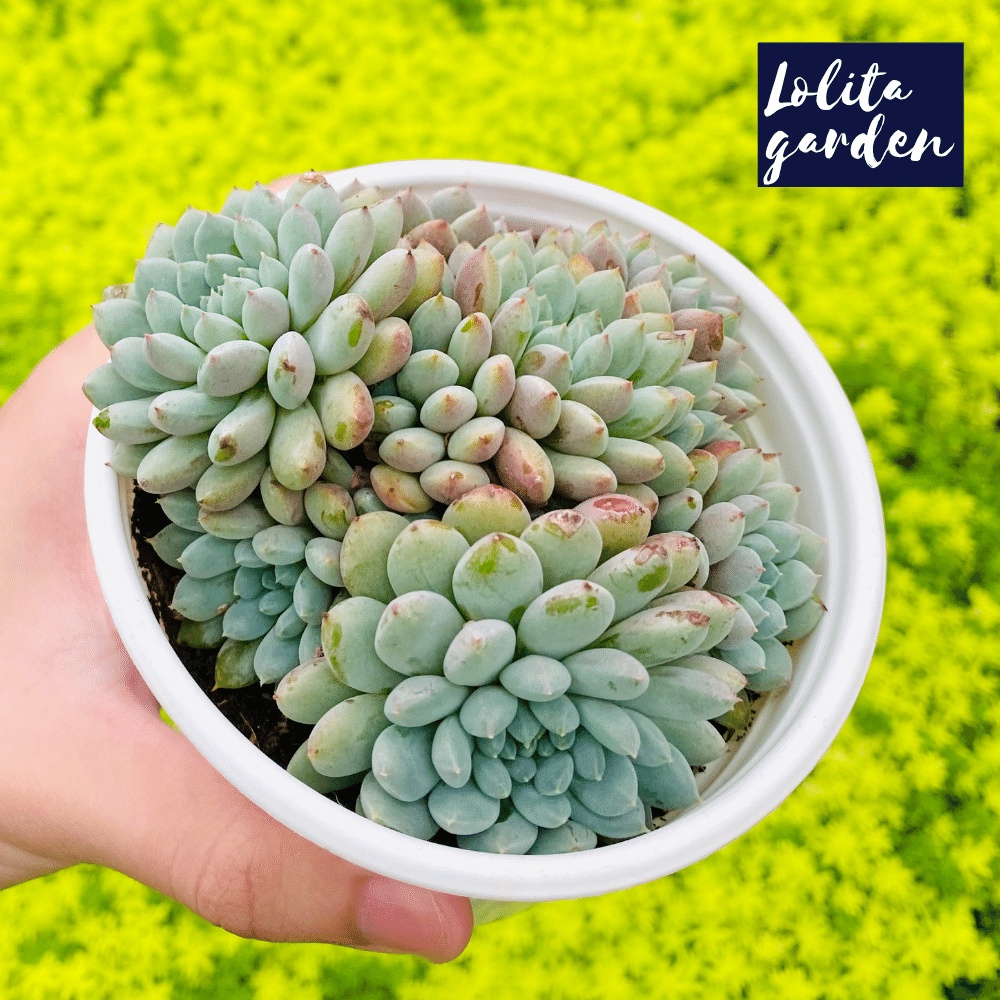 Sen đá nhím xanh Đà Lạt size trung bình cây cảnh trang trí nhà cửa Lolita garden