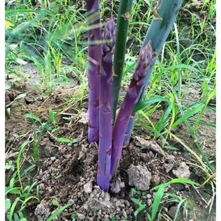 HẠT GIỐNG MĂNG TÂY TÍM - CALIFORNIA bịch 1gr