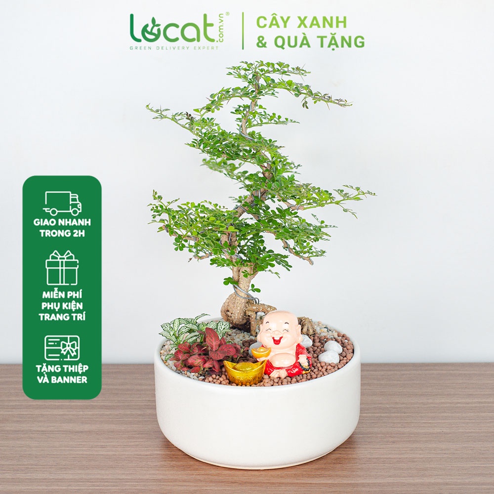 Chậu cây cần thăng tài lộc dáng bonsai để bàn làm quà tặng đối tác, khai trương may mắn 8149