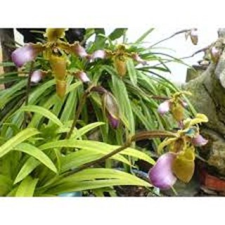 COM BO  2 CÂY LAN HÀI VỆ NỮ