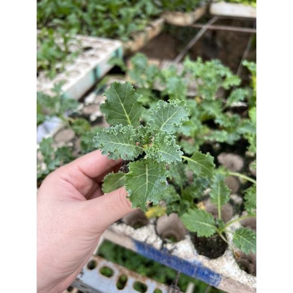 COMBO 2 KALE XOĂN XANH CÂY CON