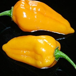 Hạt ớt giống Bonda