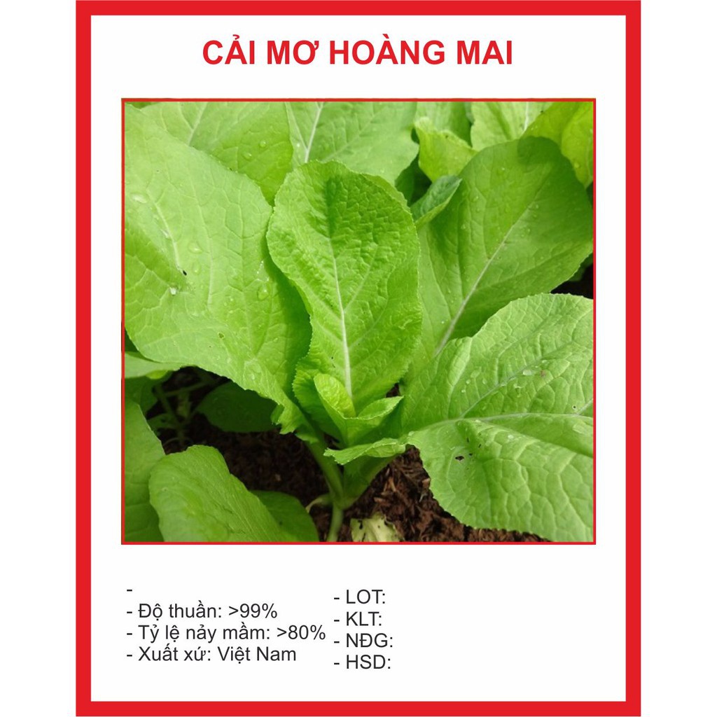 ( BOK GARDEN ) HẠT GIỐNG CẢI MƠ 20GR