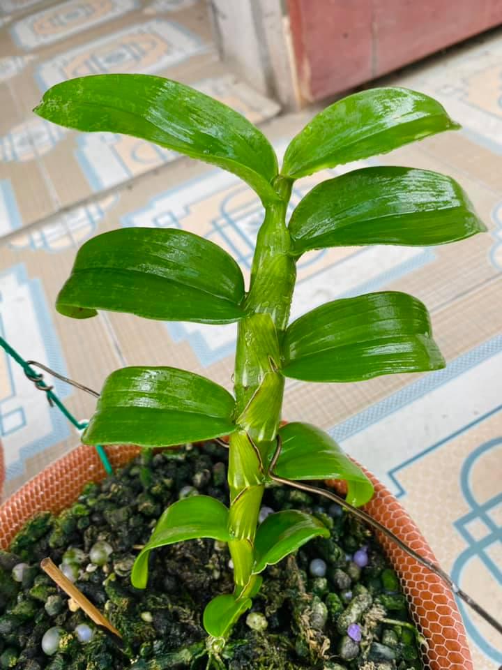 BẢNG (CỐC)Lan phi điệp đột biến 5 CÁNH TRẮNG RUBI - Hoa siêu đẹp giá rẻ - Hàng gieo hạt, cây y như hình